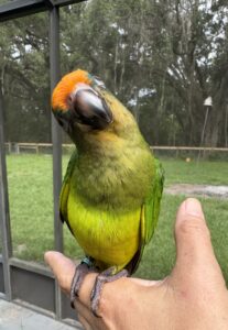 Peach Fronted Conure