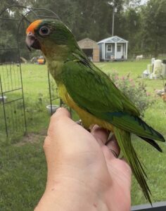 Peach Fronted Conure