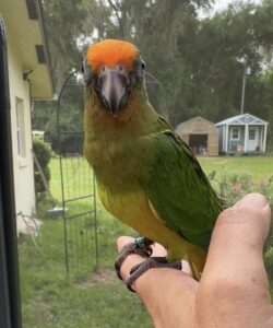 Peach Fronted Conure