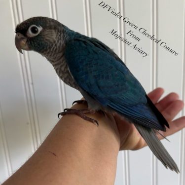 Violet Green Cheek Conure for sale