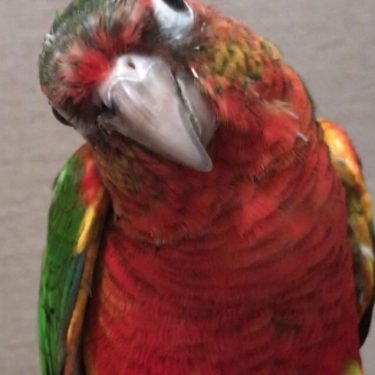 Dominant Red Yellowside Conure