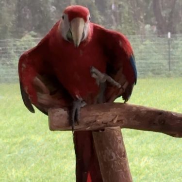 Scarlett Macaw