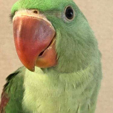 Alexandrian Parrots for Sale