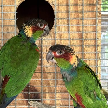 Blue Throated Conure For Sale