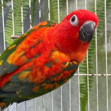 Red Factor Sun Conure