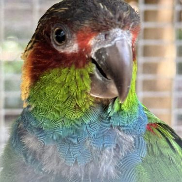 Majestat Aviary