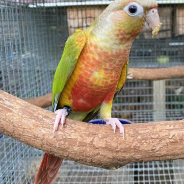 Conure for Sale