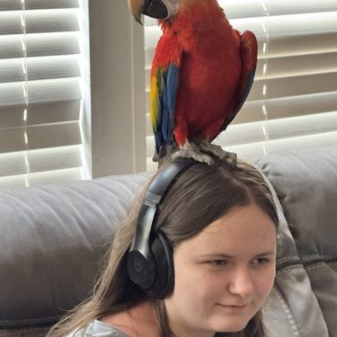 Puffin the Scarlett Macaw