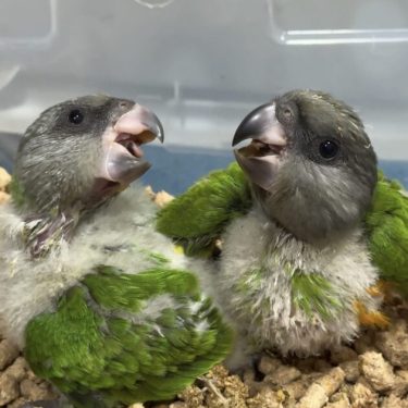 Our Precious Senegal Babies