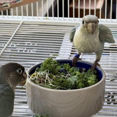 conure for sale