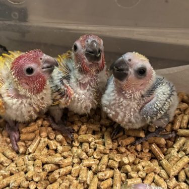 RF Pied, Red Factor Sun and Jenday Conure