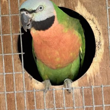 Moustached Parrot for sale