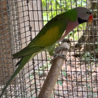 Moustached Parakeet For Sale