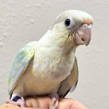 Violet Green Cheek for sale