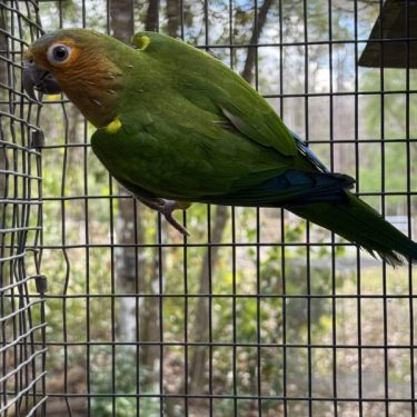 Conure for sale
