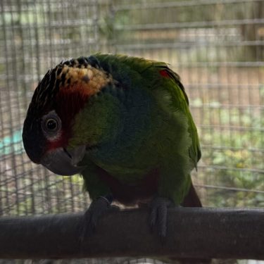 Conure for sale