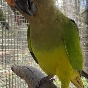 Conure for sale