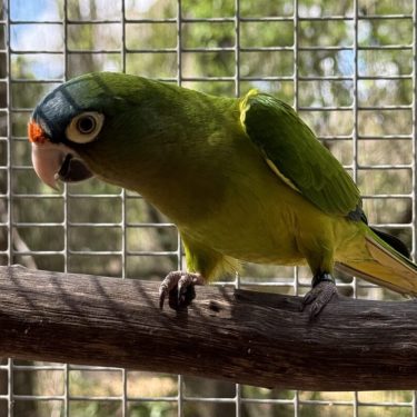 Conure for Sale