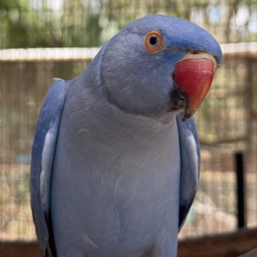 Indian Ringneck for sale