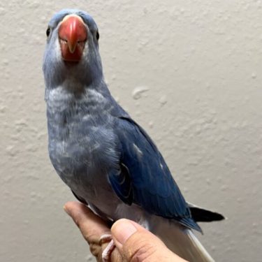 Violet Cleartail Indian Ringneck