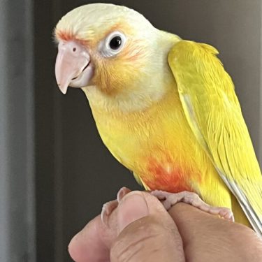 conure for sale