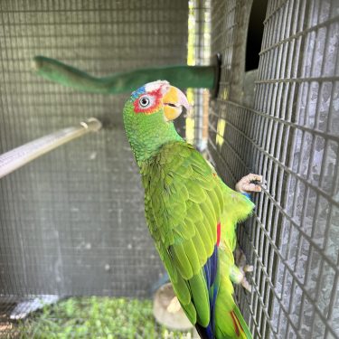 White-Fronted Amazon (Spectacled Amazons)