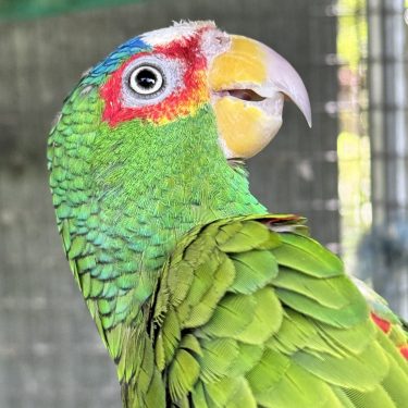 White-Fronted Amazon  (Spectacled Amazons)