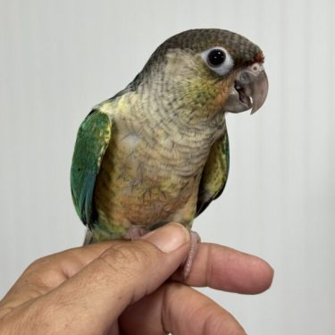 birds for sale