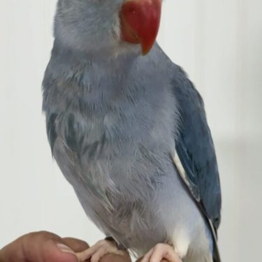 Violet Cleartail Indian Ringneck