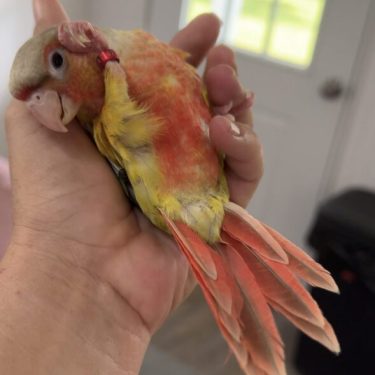 Conure for sale