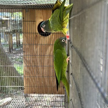 Conure for Sale