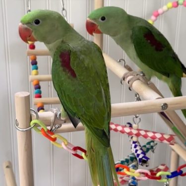 The Amazing Alexandrian Parrot - Exotic Bird Nursery
