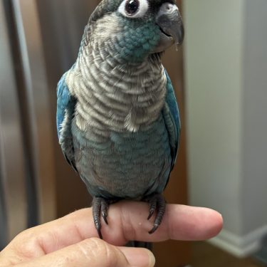 SFViolet Green Cheek