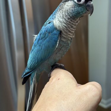 SFViolet Green Cheek