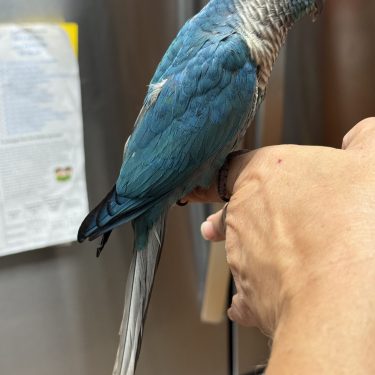 SFViolet green cheek