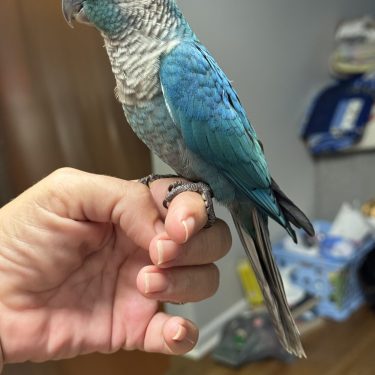 SFViolet Green Cheek