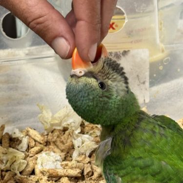 Birds for sale