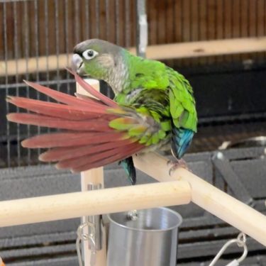 Green Cheek Conure For Sale