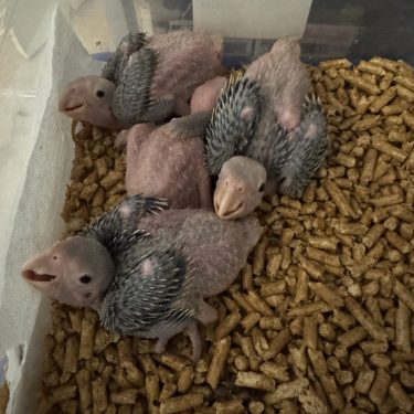 White-Fronted Amazon Babies (Spectacled Amazons)