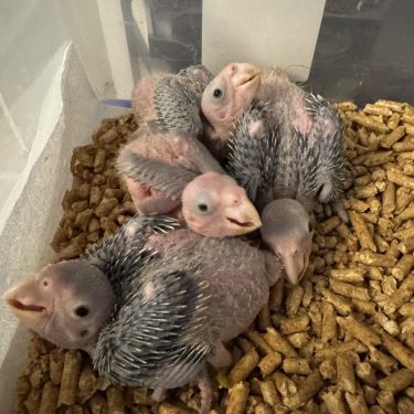White-Fronted Amazon Babies (Spectacled Amazons)