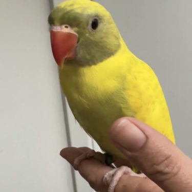 Green violet Harlequin Hillerman Indian Ringneck