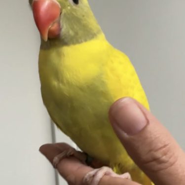 Green violet Harlequin Hillerman Indian Ringneck Male