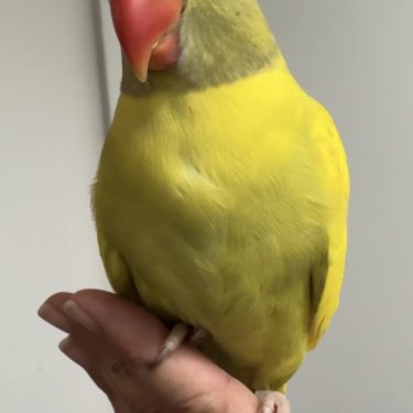 Green violet Harlequin Hillerman Indian Ringneck Male