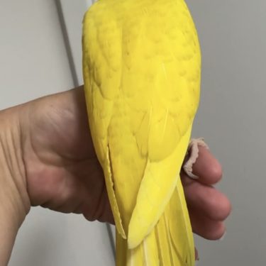 Green violet Harlequin Hillerman Indian Ringneck