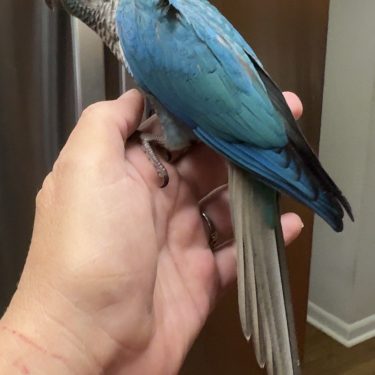 SFViolet Green Cheek Conure