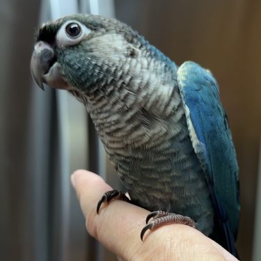 SFViolet Green Cheek Conure