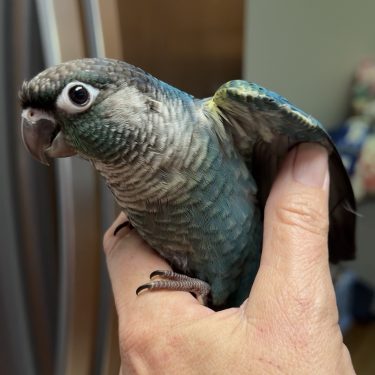 SFViolet Green Cheek Conure