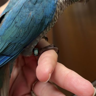 SFViolet Green Cheek Conure