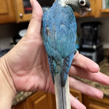 SFViolet Yellowside green Cheek Conure