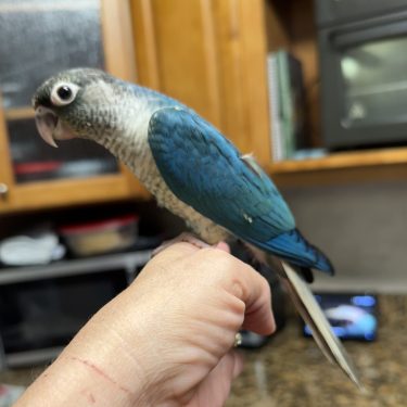 SFViolet Yellowside green Cheek Conure